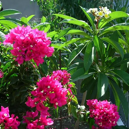 Callista Sea View Or Garden * Kíssamos